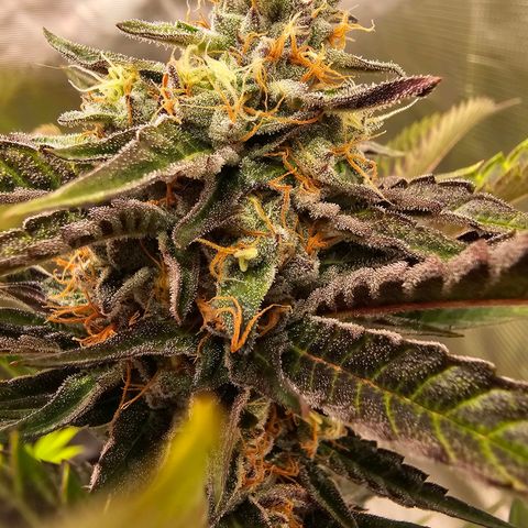 Picasso growlog timeline photo