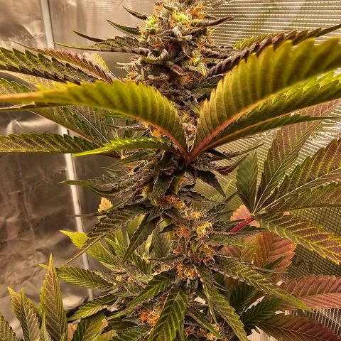 Picasso growlog timeline photo