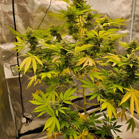 Nebula growlog timeline photo