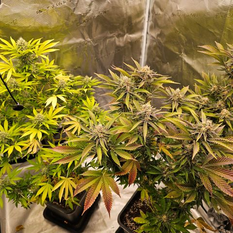 Nebula growlog timeline photo