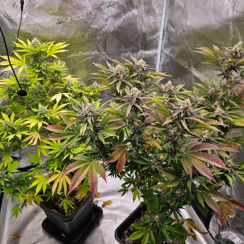 Nebula growlog timeline photo