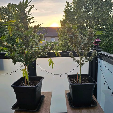 Chocoloco growlog timeline photo