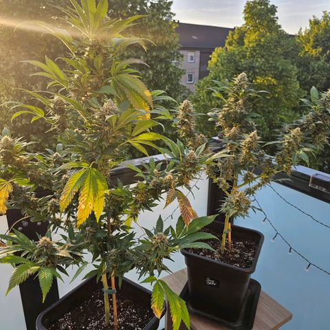 Chocoloco growlog timeline photo