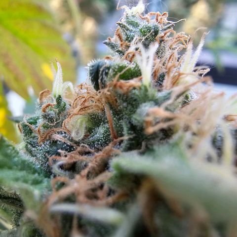 Chocoloco growlog timeline photo