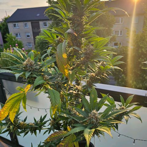 Chocoloco growlog timeline photo