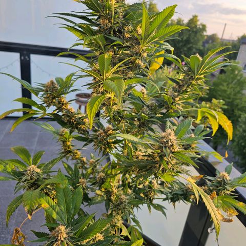 Chocoloco growlog timeline photo