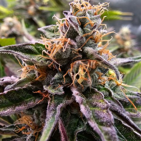 Picasso growlog timeline photo