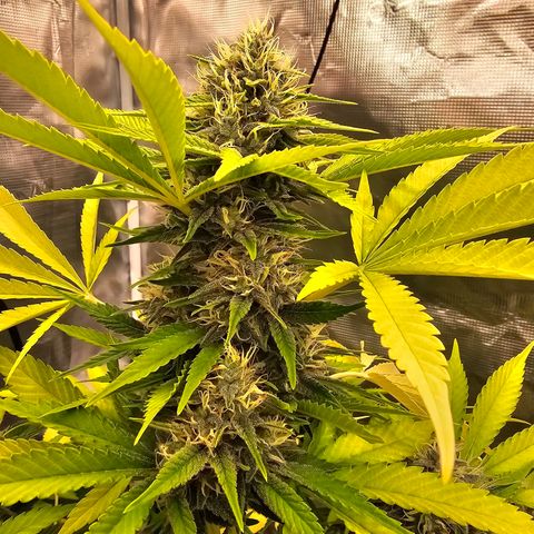 Nebula growlog timeline photo