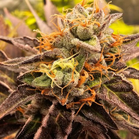 Picasso growlog timeline photo