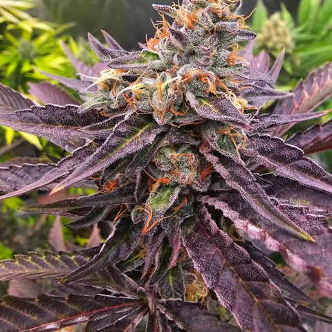 Picasso growlog timeline photo