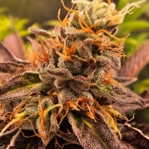 Picasso growlog timeline photo