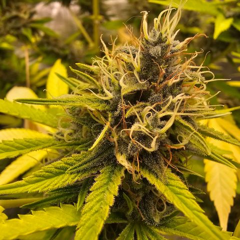 Nebula growlog timeline photo