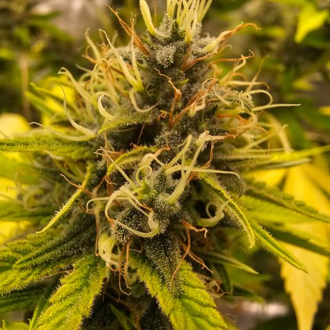 Nebula growlog timeline photo