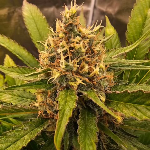 Chocoloco growlog timeline photo