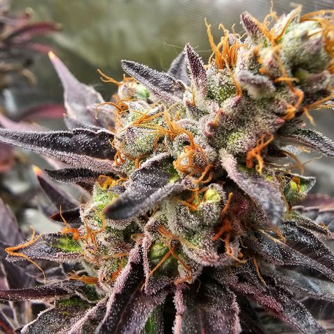 Picasso growlog timeline photo
