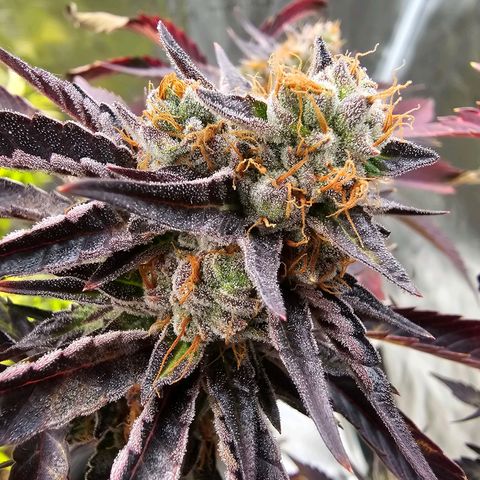 Picasso growlog timeline photo