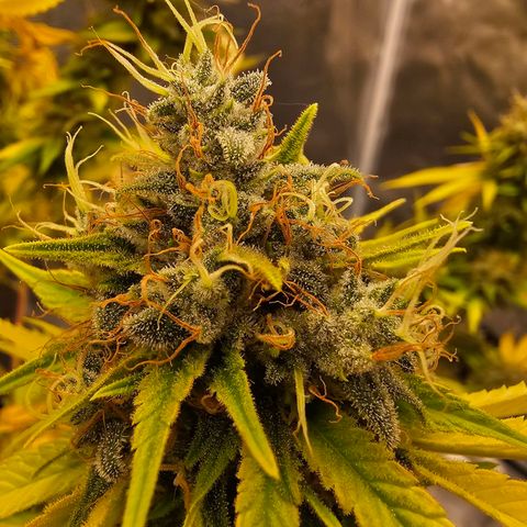 Nebula growlog timeline photo