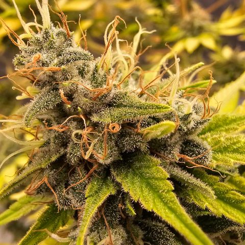 Nebula growlog timeline photo