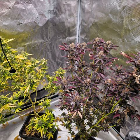 Nebula growlog timeline photo