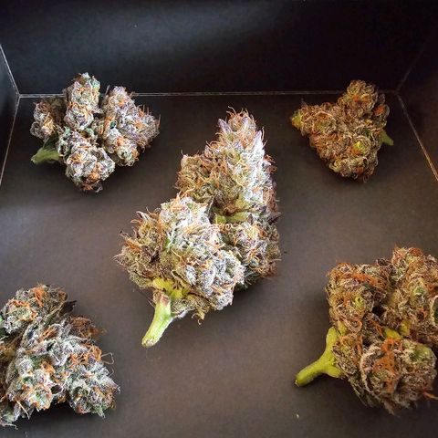 Picasso growlog photo: wird über Pfingsten komplett gefällt 💜