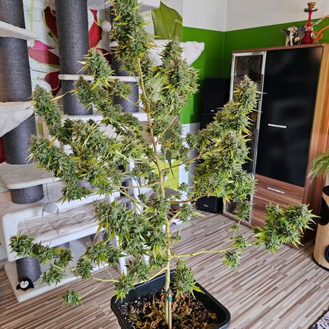 Nebula growlog timeline photo