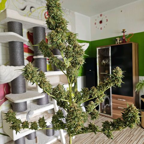 Chocoloco growlog timeline photo