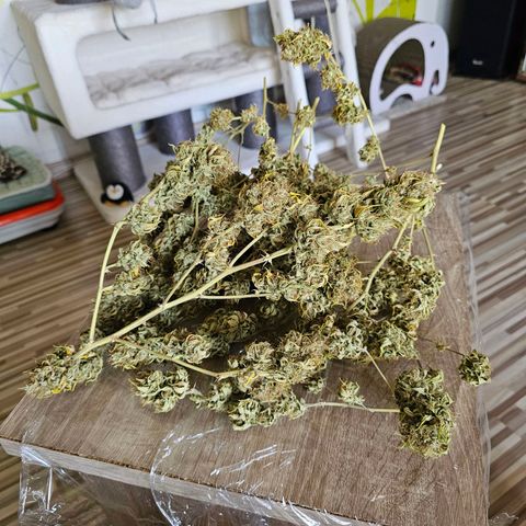 Nebula growlog timeline photo