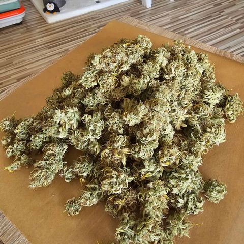 Nebula growlog timeline photo