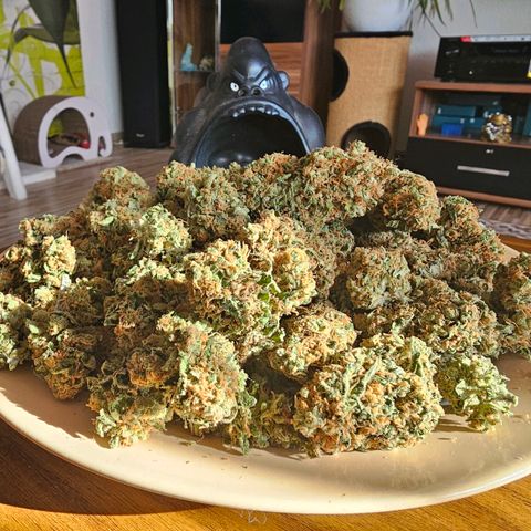 Chocoloco growlog timeline photo