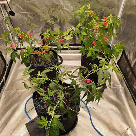BUZZ growlog timeline photo