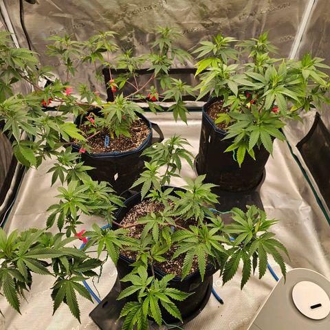 BUZZ growlog timeline photo