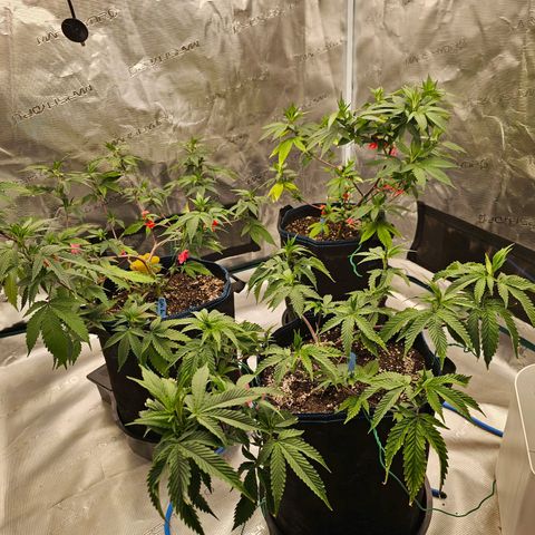 BUZZ growlog timeline photo