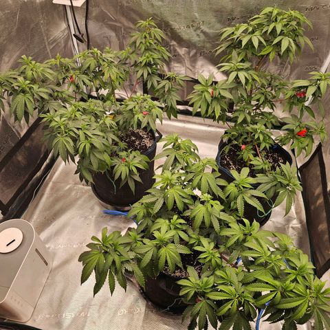BUZZ growlog timeline photo