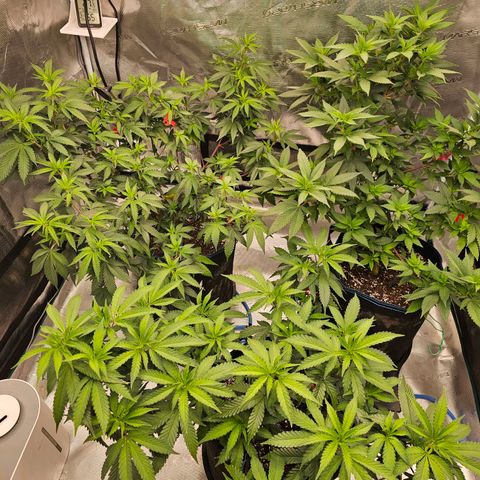 BUZZ growlog timeline photo