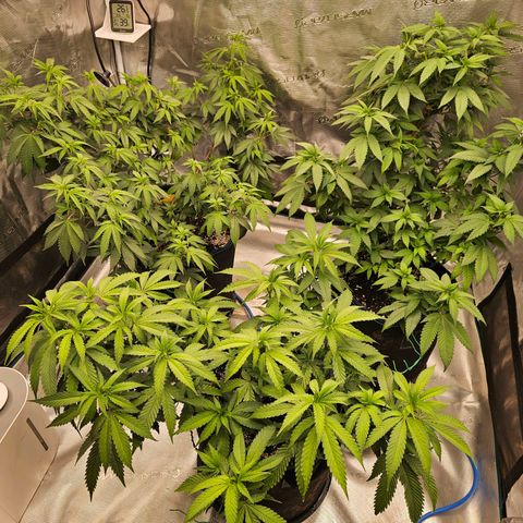BUZZ growlog timeline photo