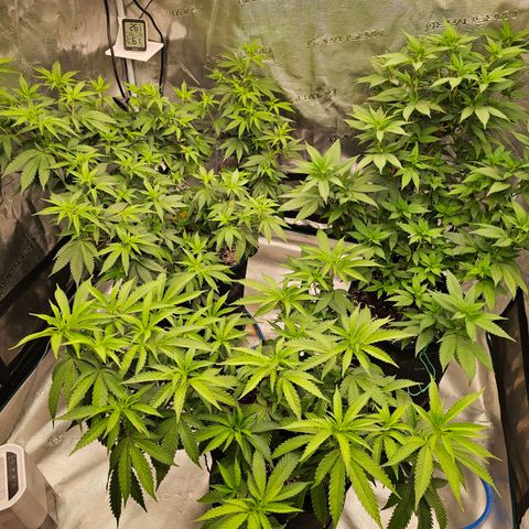 BUZZ growlog timeline photo