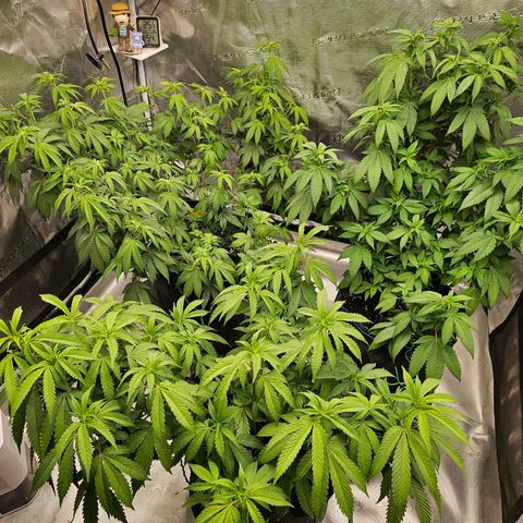 BUZZ growlog timeline photo