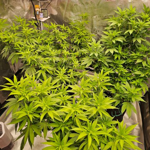 BUZZ growlog timeline photo