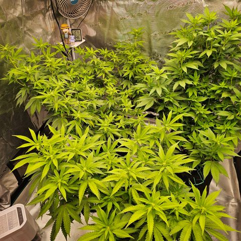 BUZZ growlog timeline photo