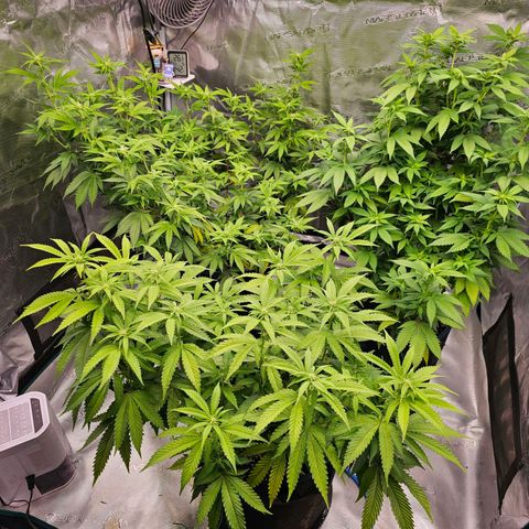 BUZZ growlog timeline photo