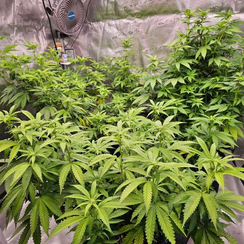 BUZZ growlog timeline photo