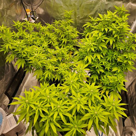 BUZZ growlog timeline photo