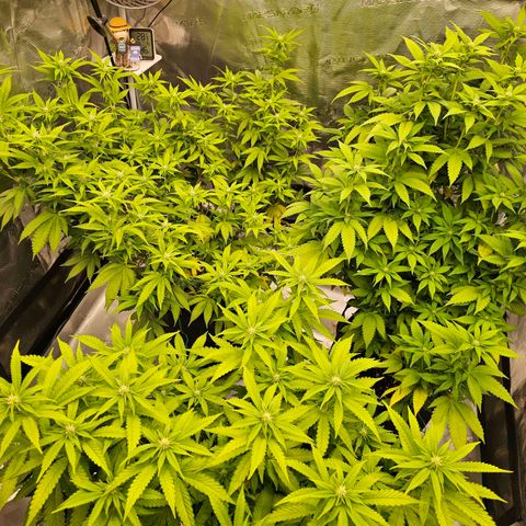 BUZZ growlog timeline photo