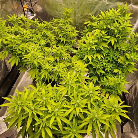 BUZZ growlog timeline photo