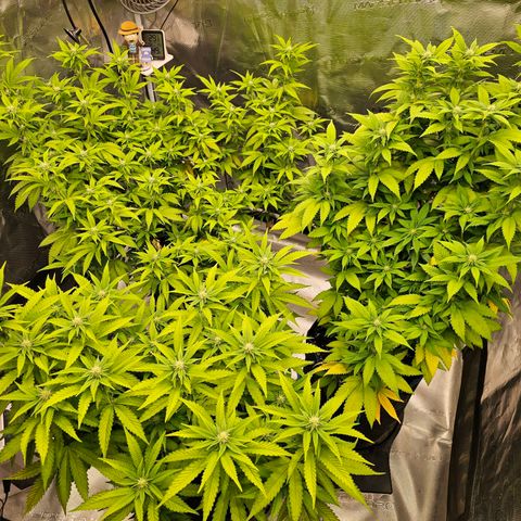 BUZZ growlog timeline photo