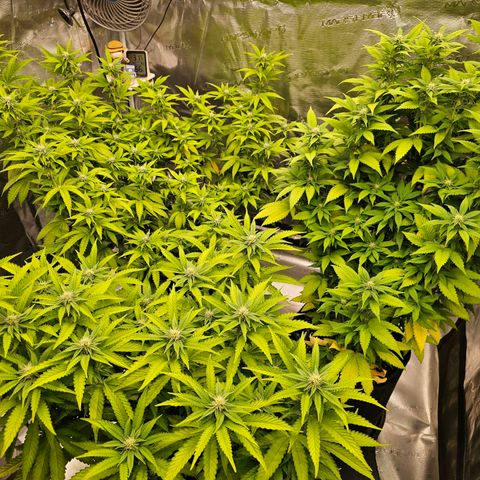BUZZ growlog timeline photo