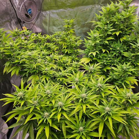 BUZZ growlog timeline photo