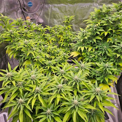 BUZZ growlog timeline photo