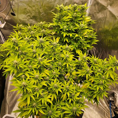 BUZZ growlog timeline photo