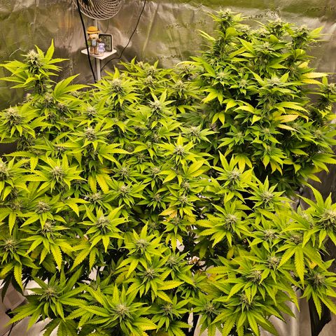 BUZZ growlog timeline photo